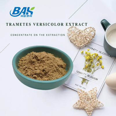Estratti Versicolor 10% - 50% di trametes di supplemento dell'estratto del fungo del commestibile