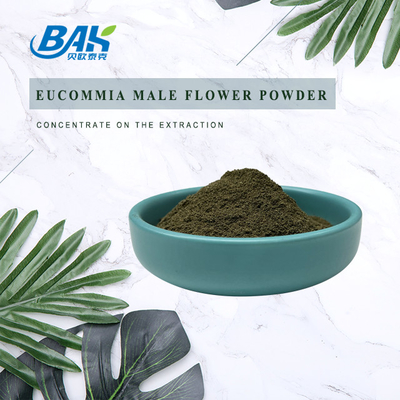 Polvere maschio del fiore del fegato di protezione di eucommia ulmoides puro di supplemento
