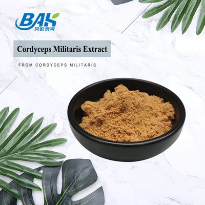Supplementi di protezione del fegato dell'estratto di Cordyceps Militaris polvere di 6% - di 1% Cordycepin