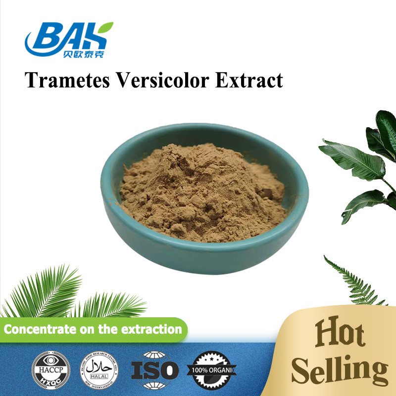 Estratti Versicolor 10% - 50% di trametes di supplemento dell'estratto del fungo del commestibile