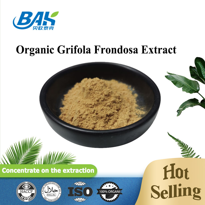 Estratto di Grifola Frondosa Bio Beta Glucano 70% Estratto di Funghi Supplemento UV VIS in polvere