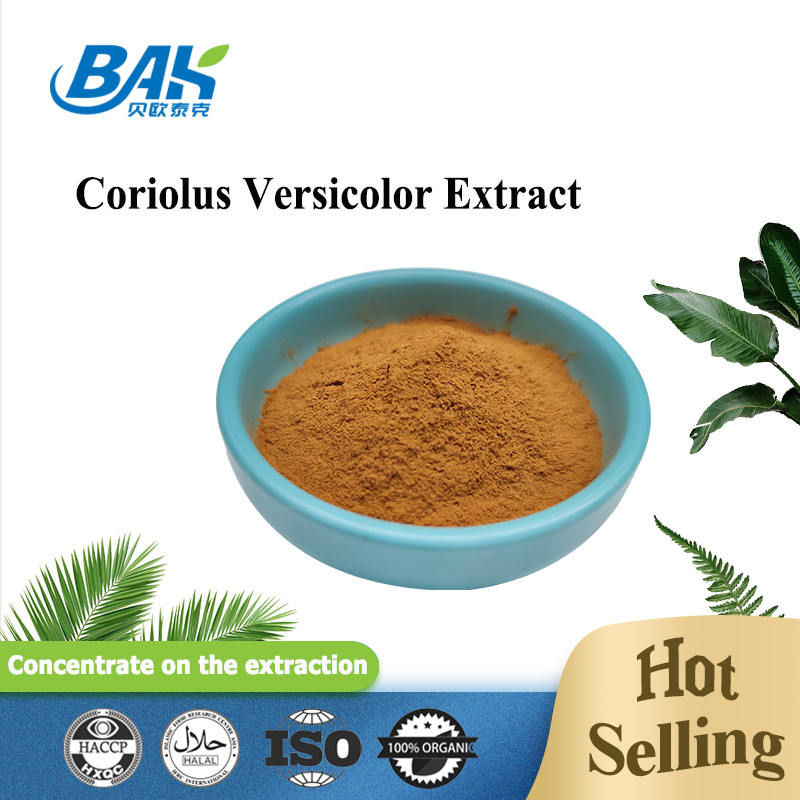 10%-50% polvere gialla di Brown del fungo di Coriolous di supplemento Versicolor dell'estratto